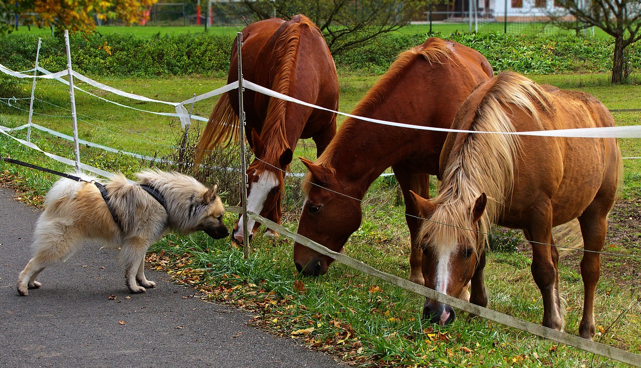 Breeder